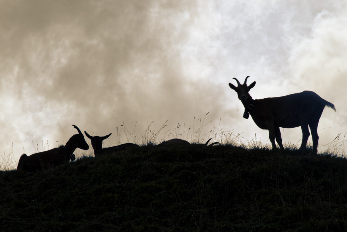 Home Swiss home - image sur le site www.zeyn.ch