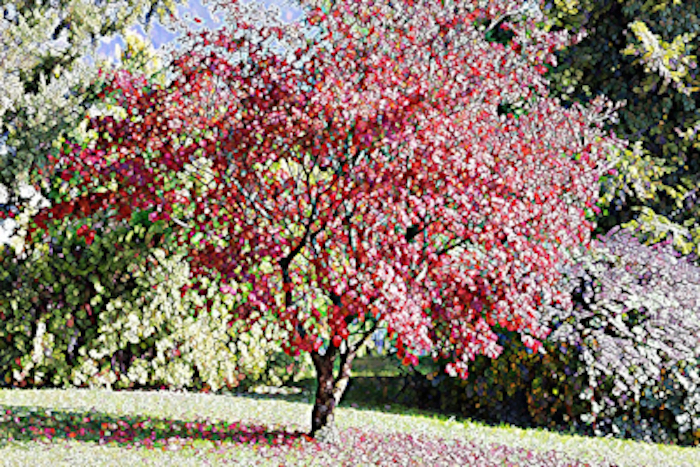 collections des photos des créations