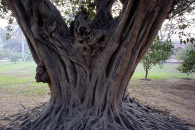 La ramification d'un arbre