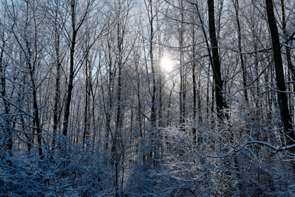 Le soleil perce dans les arbres givrés
